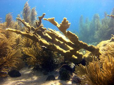 Elkhorn coral