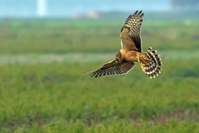 Een steppekiekendief bracht in het najaar van 2017 twee maanden door op de vogelakker in Flevoland