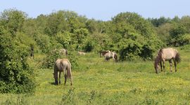 Foto 3: Halfopen struwelen met meidoorn, hondsroos en vlier worden afgewisseld met bloemrijk kruidenland. Begrazing door paarden, runderen en wisenten is hier essentieel om het ‘grasland’ afwisselend en bloemrijk te houden en te voorkomen dat struiken gaan overheersen. Slikken van de Heen, mei 2023.