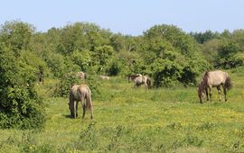 Foto 3: Halfopen struwelen met meidoorn, hondsroos en vlier worden afgewisseld met bloemrijk kruidenland. Begrazing door paarden, runderen en wisenten is hier essentieel om het ‘grasland’ afwisselend en bloemrijk te houden en te voorkomen dat struiken gaan overheersen. Slikken van de Heen, mei 2023.