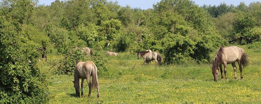 Foto 3: Halfopen struwelen met meidoorn, hondsroos en vlier worden afgewisseld met bloemrijk kruidenland. Begrazing door paarden, runderen en wisenten is hier essentieel om het ‘grasland’ afwisselend en bloemrijk te houden en te voorkomen dat struiken gaan overheersen. Slikken van de Heen, mei 2023.