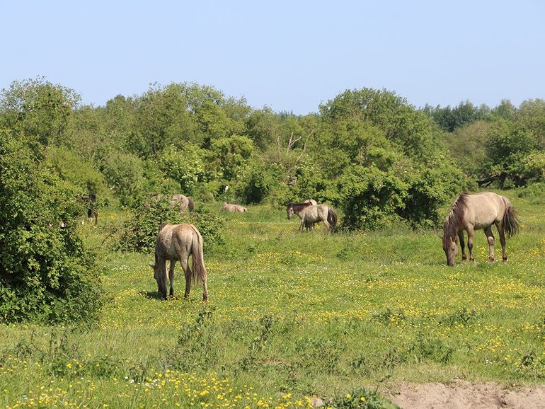 Halfopen struwelen met meidoorn, hondsroos en vlier, afgewisseld met bloemrijk kruidenland. Begrazing is hier essentieel om het ‘grasland’ afwisselend en bloemrijk te houden en te voorkomen dat struiken gaan overheersen. Slikken van de Heen, mei 2023