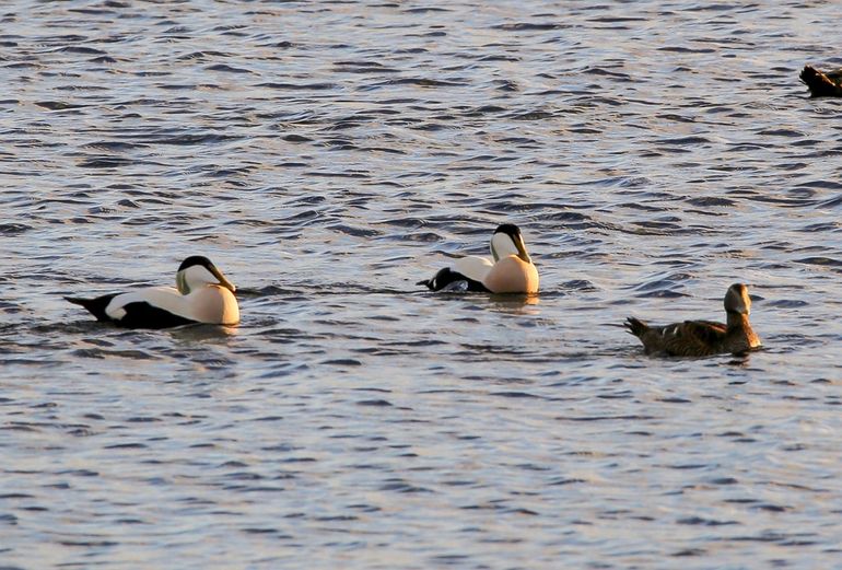 Eiders