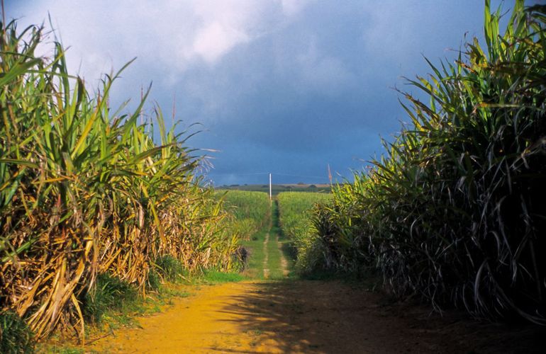 Suikerplantages bij Bel Air op Mauritius (2004)