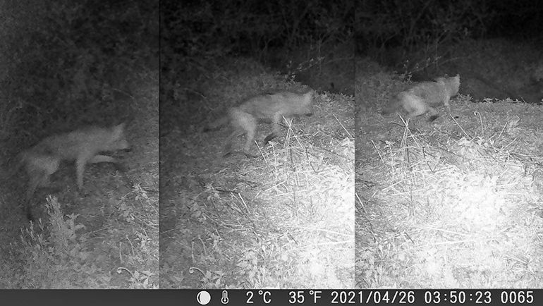 De eerste wolf voor Zeeland brengt een kort bezoekje aan een wisentkadaver op de Slikken van de Heen