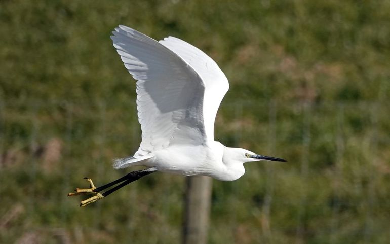 Kleine zilverreiger