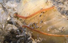 De zeer giftige en exotische Snoerworm Cephalothrix simula is in 2012 voor het eerst op de Nederlandse kust aangetroffen.