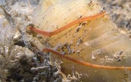 Marco Faasse De zeer giftige en exotische Snoerworm Cephalothrix simula is in 2012 voor het eerst op de Nederlandse kust aangetroffen.