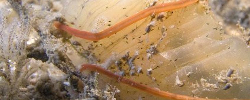 De zeer giftige en exotische Snoerworm Cephalothrix simula is in 2012 voor het eerst op de Nederlandse kust aangetroffen.