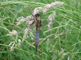 Orthetrum cancellatum. Gewone oeverlibel