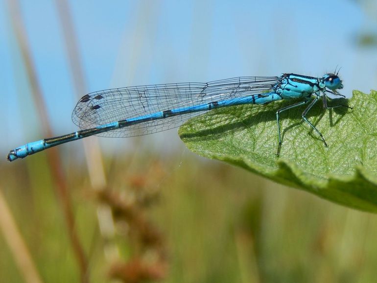 De azuurwaterjuffer komt overal in Nederland voor
