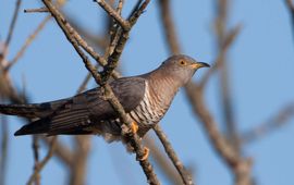 Jankees Schwiebbe, Birdphoto.nl Koekoek