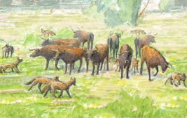 Een kudde wildlevende runderen houdt wolven op afstand