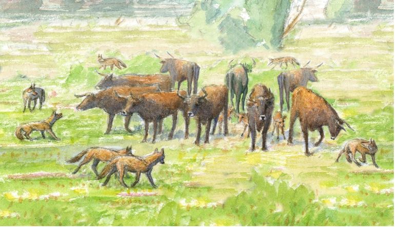 Kuddes wildlevende runderen in natuurgebieden zijn uitstekend in staat om zichzelf en hun kwetsbare kuddegenoten te beschermen. Zo blijkt uit ervaring van ARK Natuurontwikkeling in wolvenrijke gebieden in het buitenland.