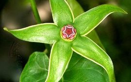 Flower of the newly discovered milkweed species Gonolobus aloiensis