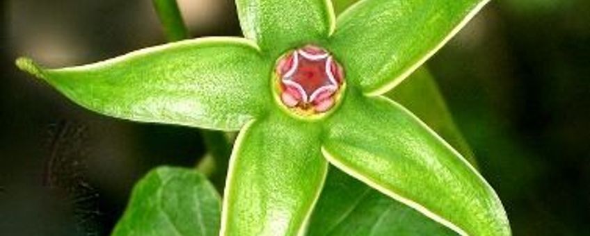 Flower of the newly discovered milkweed species Gonolobus aloiensis