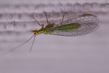 Gaasvlieg op bezoek in huize Meijvogel