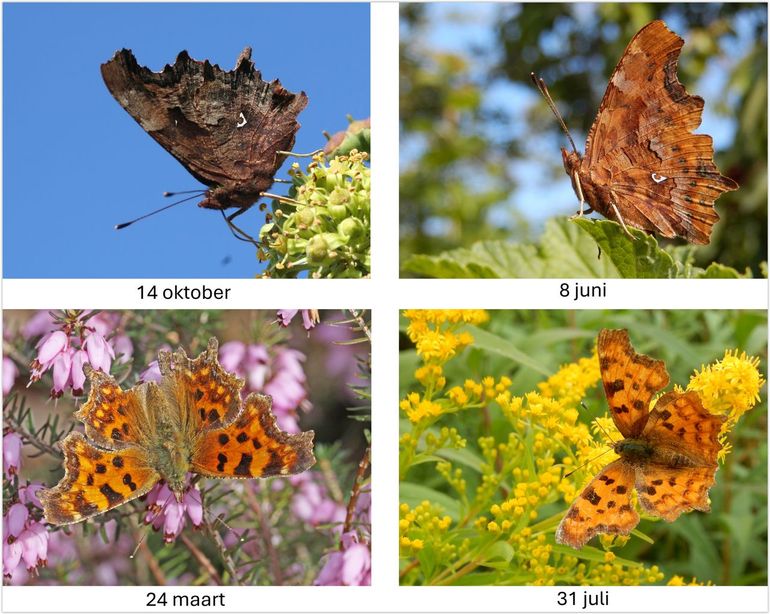 Gehakkelde aurelia's: links de overwinterende vorm, rechts de zomervorm (forma hutchinsoni)