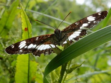 White admiral (Limenitis camilla)