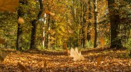 Vocht en verterende plantenresten zorgen voor die typische herfstgeur