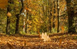 Myrthe Erkelens Vocht en verterende plantenresten zorgen voor die typische herfstgeur