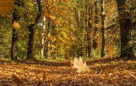 Vocht en verterende plantenresten zorgen voor die typische herfstgeur