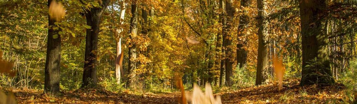 Vocht en verterende plantenresten zorgen voor die typische herfstgeur