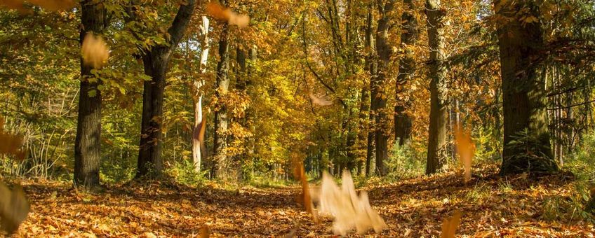 Vocht en verterende plantenresten zorgen voor die typische herfstgeur