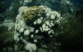 Mark J A Vermeij An unbleached star coral (middle) among peers that have been bleached - Oostpunt November 2023