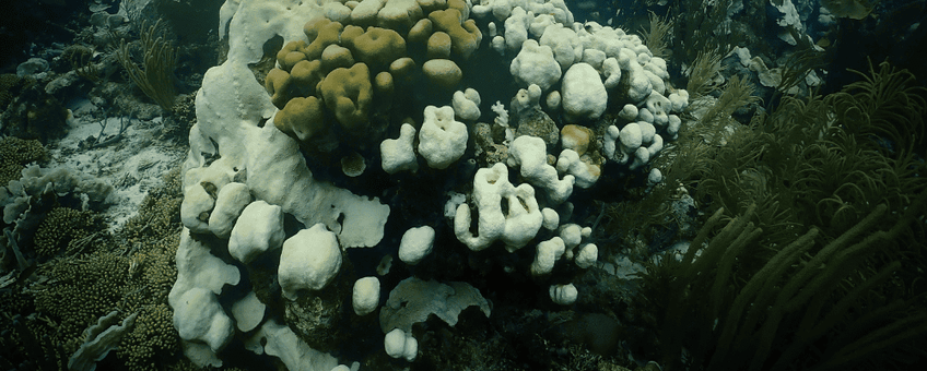 An unbleached star coral (middle) among peers that have been bleached - Oostpunt November 2023