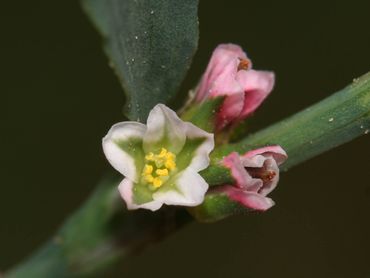 Met een loepje zie je hoe mooi de bloemen van gewoon varkensgras zijn