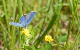 SoortenNL staartblauwtje - primair