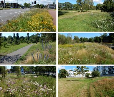 Veel van de onderzochte gebieden werden al (grotendeels) natuurvriendelijk beheerd