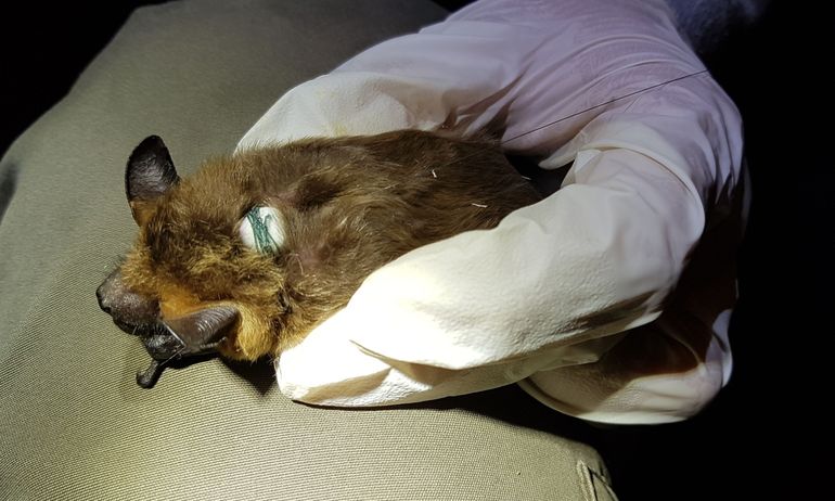 Een laatvlieger met een aangebrachte halsbandzender. Het witte bolletje is de zender, de halsband ligt in de vacht en is daardoor niet zichtbaar. Boven de handschoen is de antenne van de zender te zien