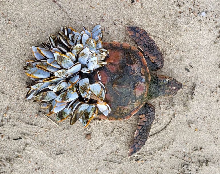 Dikkopschildpad met eendenmosselen