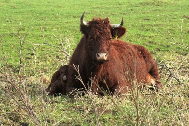 Kalf wordt goed uit de wind gehouden door moeders