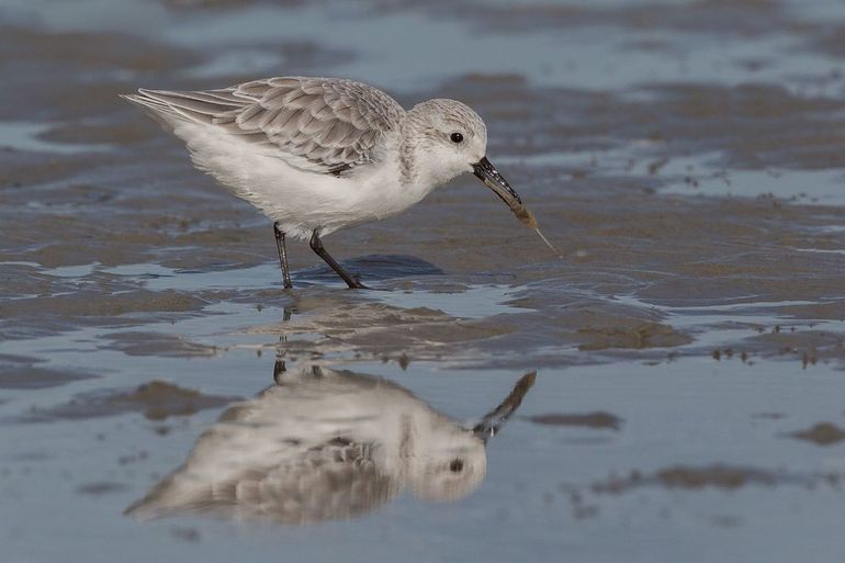 Een drieteenstrandloper vangt een garnaal op een droogvallende plaat