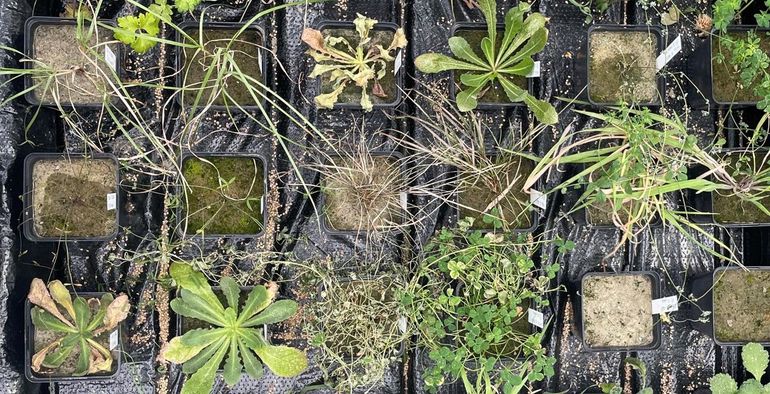 Een deel van een kasexperiment waarin verschillende plantensoorten een droogte doorstaan