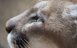 Pixabay Poema; Mountian lion