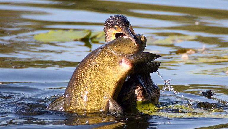 Aalscholvers schrokken zoveel mogelijk vis naar binnen en braken het voedsel op voor hun jongen