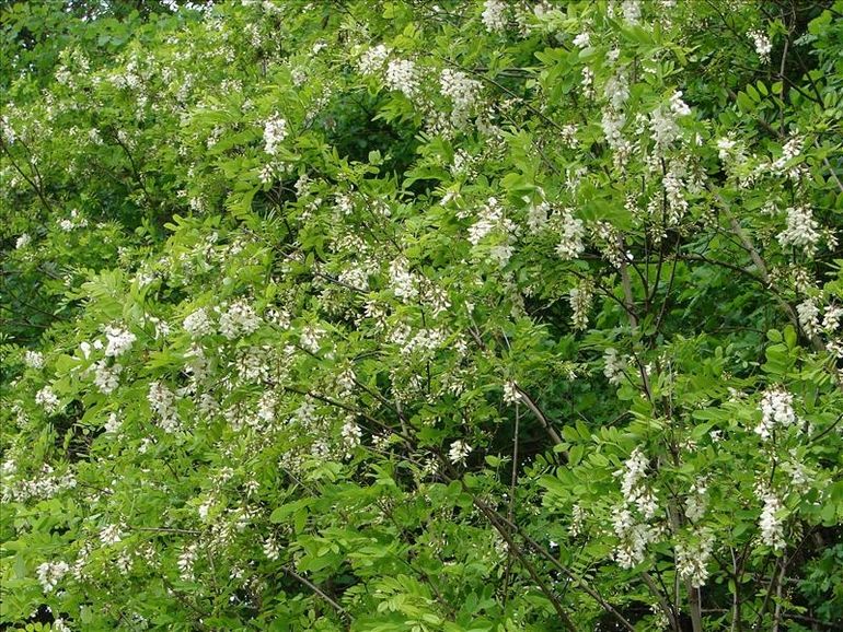 Robinia