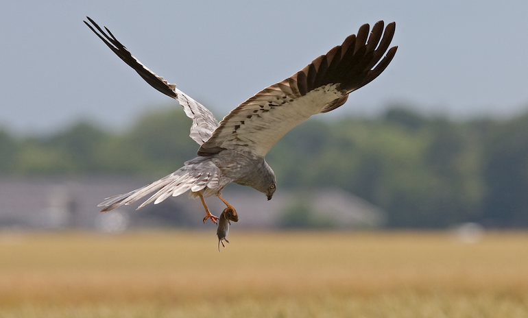 Mannetjes van de Grauwe Kiekendief moeten in het broedseizoen zichzelf, hun vrouwtjes en hun jongen van voedsel voorzien. Hier brengt een mannetje een prooi naar zijn nest