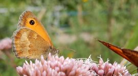 Oranje zandoogje - erfparadijzen - primair