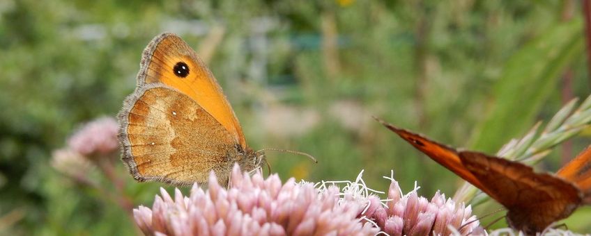 Oranje zandoogje - erfparadijzen - primair