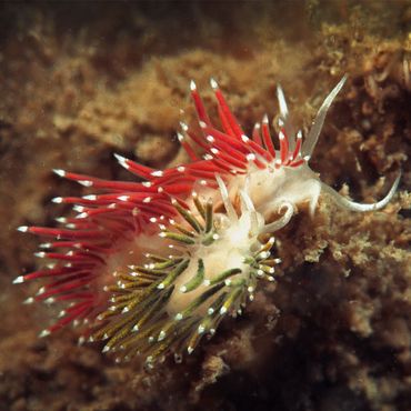 Tweemaal de Slanke waaierslak in de Oosterschelde. Boven: dier met roodgekleurde papillen, onder met groene. De kleur is afhankelijk van het voedsel dat ze aten