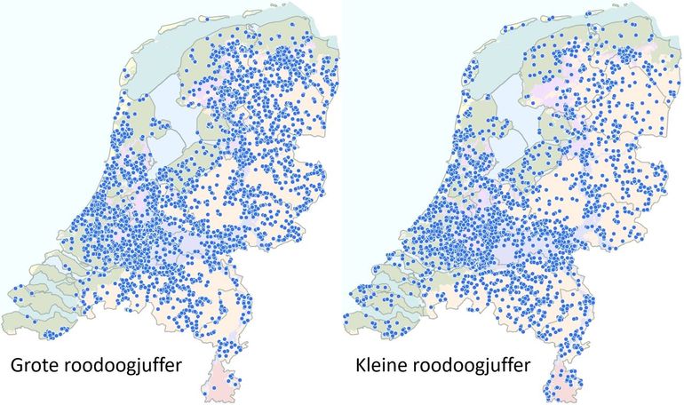 Waarnemingen van beide roodoogjuffers vanaf 2020