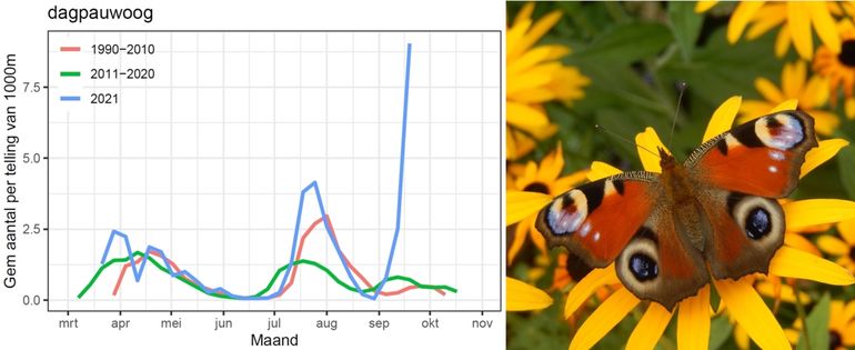 Dagpauwoog in 2021 vergeleken met de afgelopen dertig jaar in twee perioden