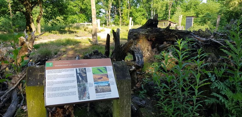 De insectentuin op de Strabrechtse Heide