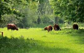 Schotse Hooglanders in de Broekpolder