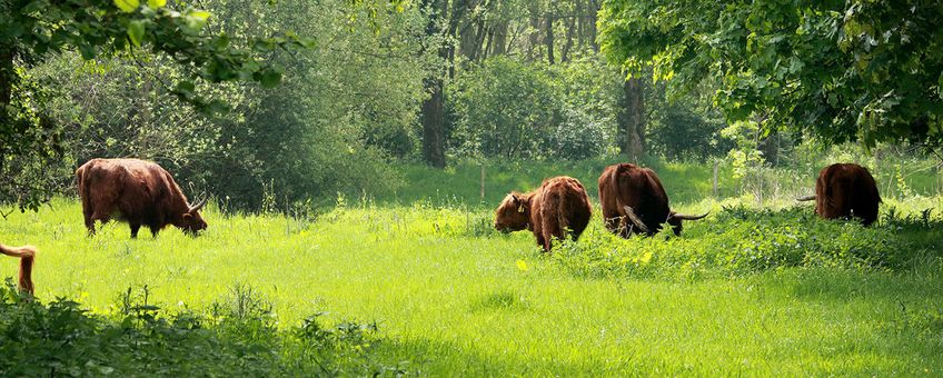 Schotse Hooglanders in de Broekpolder